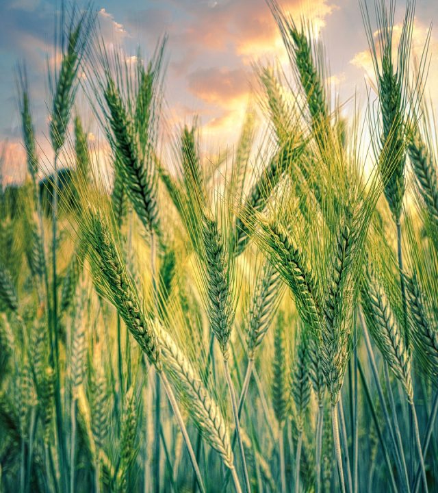 cereals, grain, field, plant, sunset, rye, agriculture, nature, growth, rural, cultivation, food, sunrise, clouds, sunlight, agriculture, agriculture, agriculture, agriculture, agriculture